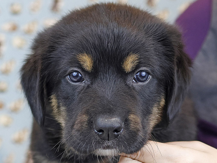 chinook puppy